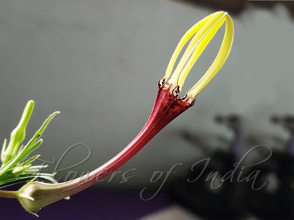 Konkan Ceropegia